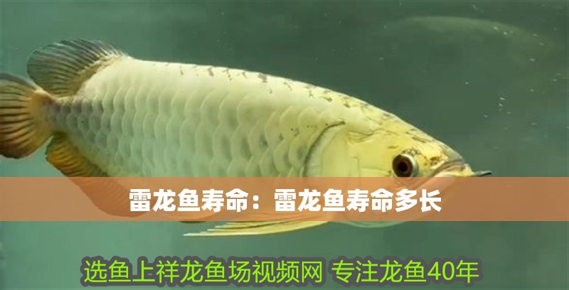 雷龍魚壽命：雷龍魚壽命多長 雷龍魚壽命：雷龍魚壽命多長 水族問答