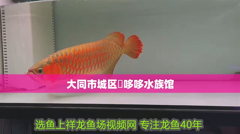 大同市城區鱻哆哆水族館