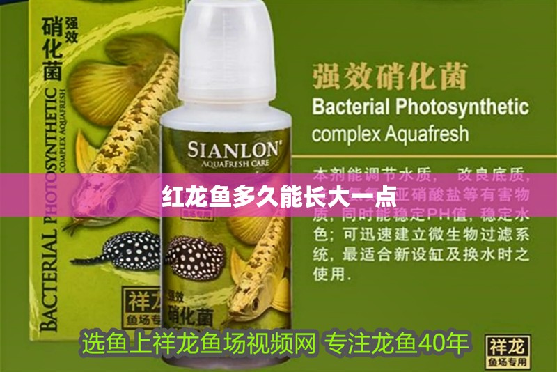 紅龍魚多久能長大一點(diǎn)