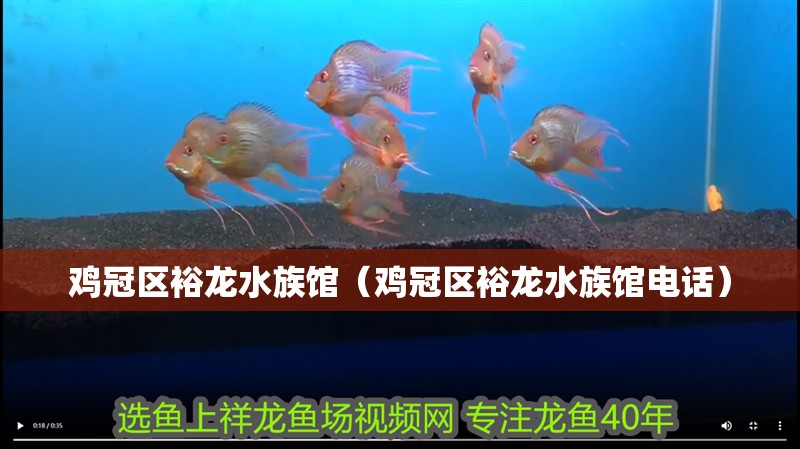 雞冠區(qū)裕龍水族館（雞冠區(qū)裕龍水族館電話）