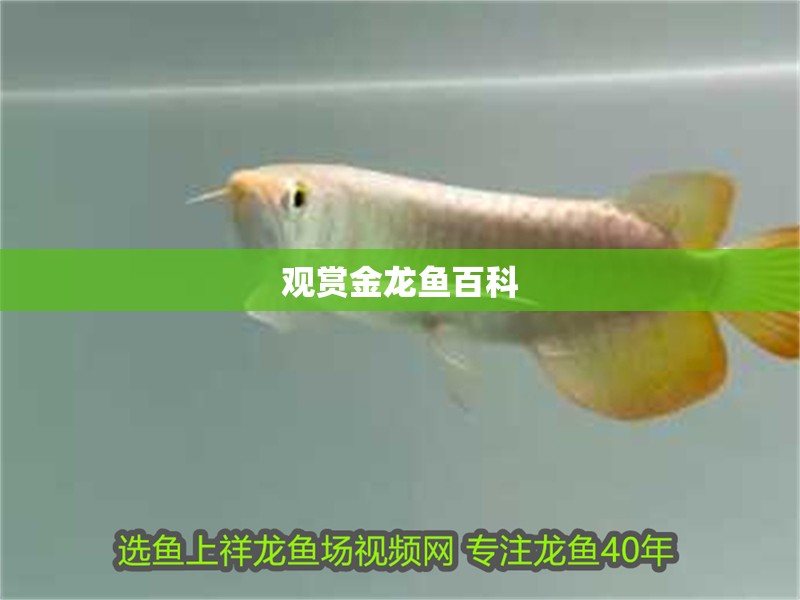 觀賞金龍魚百科