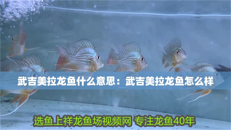 武吉美拉龍魚什么意思：武吉美拉龍魚怎么樣