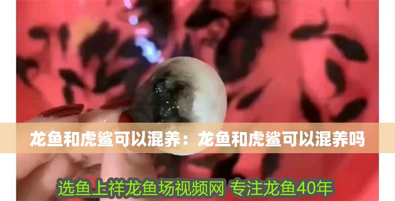 龍魚和虎鯊可以混養：龍魚和虎鯊可以混養嗎 龍魚和虎鯊可以混養：龍魚和虎鯊可以混養嗎 水族問答