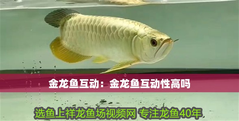 金龍魚互動：金龍魚互動性高嗎