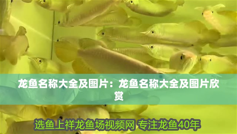 龍魚名稱大全及圖片：龍魚名稱大全及圖片欣賞 龍魚名稱大全及圖片：龍魚名稱大全及圖片欣賞 水族問答