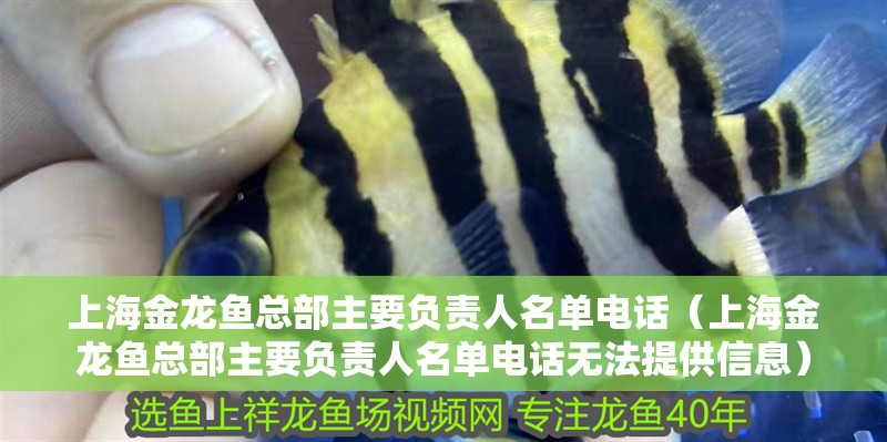 上海金龍魚總部主要負責人名單電話（上海金龍魚總部主要負責人名單電話無法提供信息）