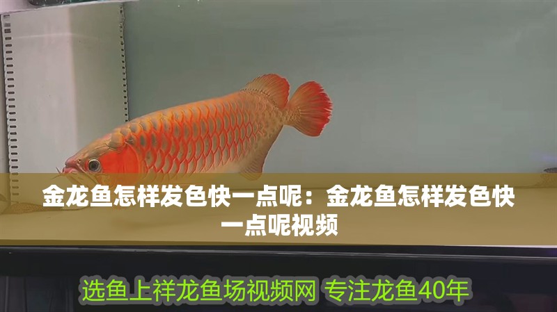 金龍魚怎樣發色快一點呢：金龍魚怎樣發色快一點呢視頻