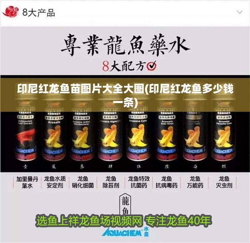 印尼紅龍魚苗圖片大全大圖(印尼紅龍魚多少錢一條)