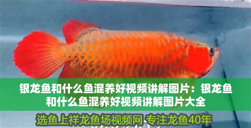 銀龍魚和什么魚混養好視頻講解圖片：銀龍魚和什么魚混養好視頻講解圖片大全