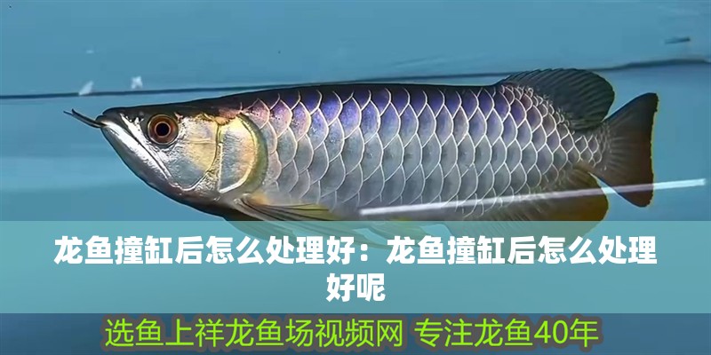 龍魚撞缸后怎么處理好：龍魚撞缸后怎么處理好呢 龍魚撞缸后怎么處理好：龍魚撞缸后怎么處理好呢 水族問答