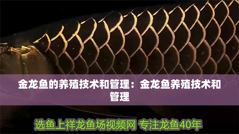 金龍魚的養殖技術和管理：金龍魚養殖技術和管理