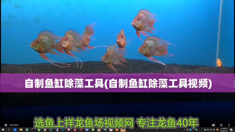 自制魚缸除藻工具(自制魚缸除藻工具視頻)