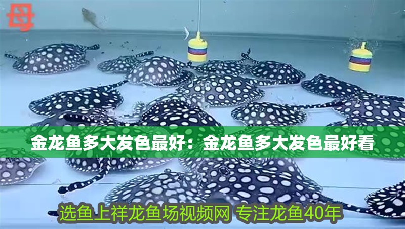 金龍魚多大發(fā)色最好：金龍魚多大發(fā)色最好看