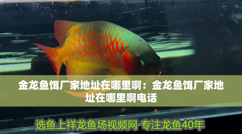 金龍魚(yú)餌廠(chǎng)家地址在哪里啊：金龍魚(yú)餌廠(chǎng)家地址在哪里啊電話(huà)