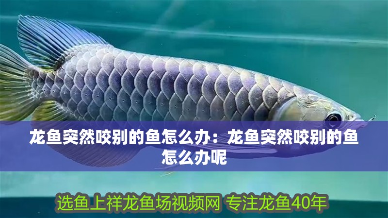 龍魚(yú)突然咬別的魚(yú)怎么辦：龍魚(yú)突然咬別的魚(yú)怎么辦呢 龍魚(yú)突然咬別的魚(yú)怎么辦：龍魚(yú)突然咬別的魚(yú)怎么辦呢 水族問(wèn)答