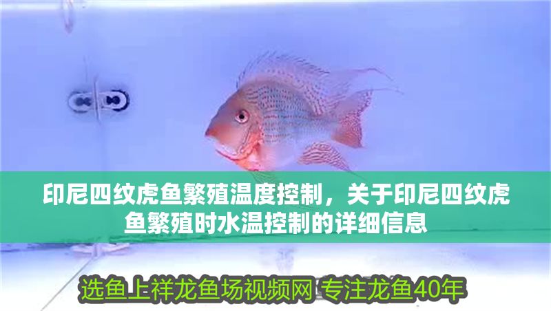 印尼四紋虎魚繁殖溫度控制，關于印尼四紋虎魚繁殖時水溫控制的詳細信息 印尼四紋虎魚繁殖溫度控制，關于印尼四紋虎魚繁殖時水溫控制的詳細信息 虎魚百科 第2張