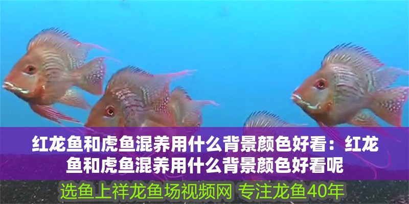 紅龍魚和虎魚混養用什么背景顏色好看：紅龍魚和虎魚混養用什么背景顏色好看呢