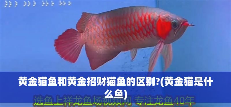 黃金貓魚和黃金招財貓魚的區別?(黃金貓是什么魚)
