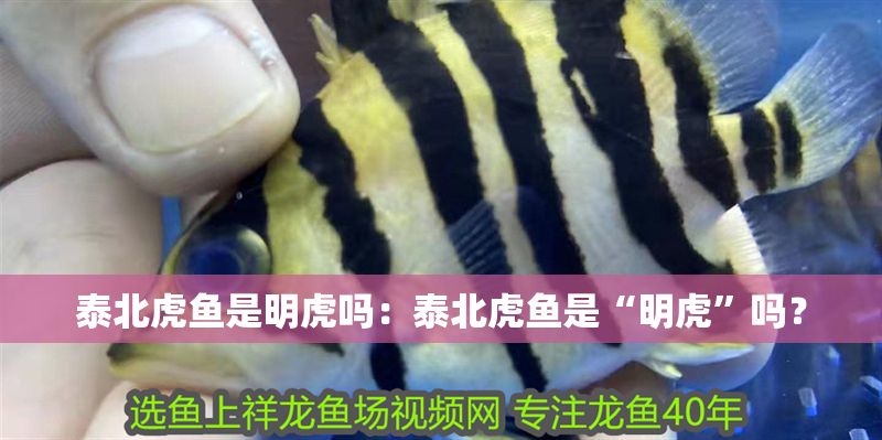 泰北虎魚是明虎嗎：泰北虎魚是“明虎”嗎？ 泰北虎魚是明虎嗎：泰北虎魚是“明虎”嗎？ 虎魚百科 第2張