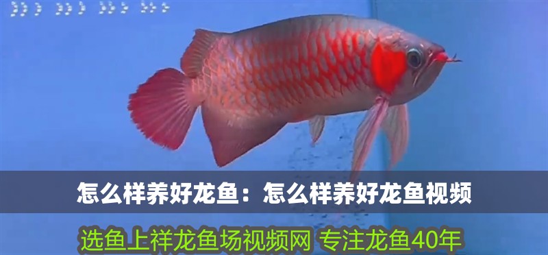 怎么樣養(yǎng)好龍魚：怎么樣養(yǎng)好龍魚視頻