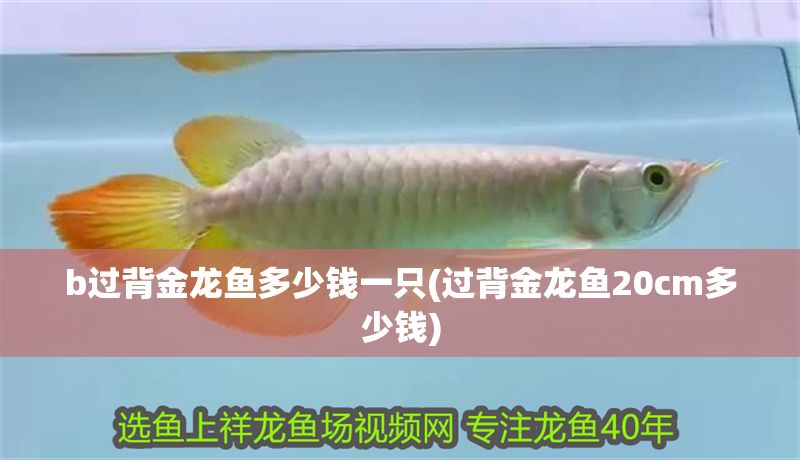 b過背金龍魚多少錢一只(過背金龍魚20cm多少錢)