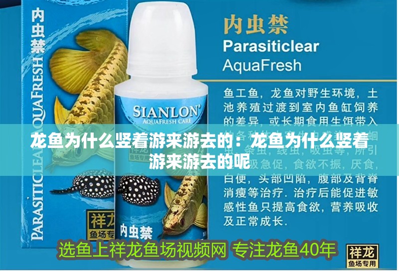 龍魚為什么豎著游來游去的：龍魚為什么豎著游來游去的呢 龍魚為什么豎著游來游去的：龍魚為什么豎著游來游去的呢 水族問答