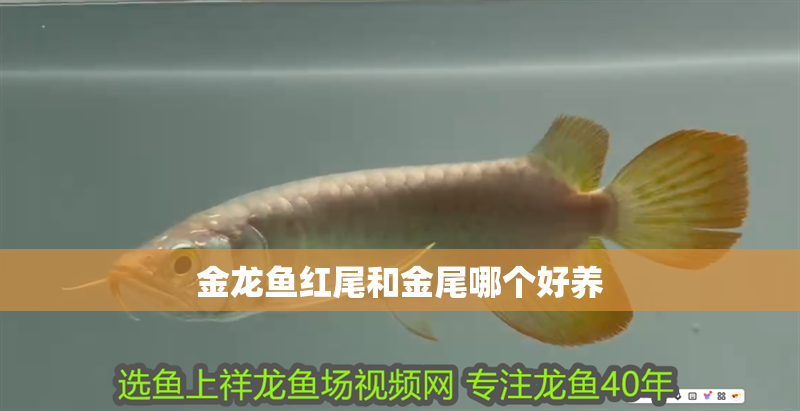 金龍魚紅尾和金尾哪個好養