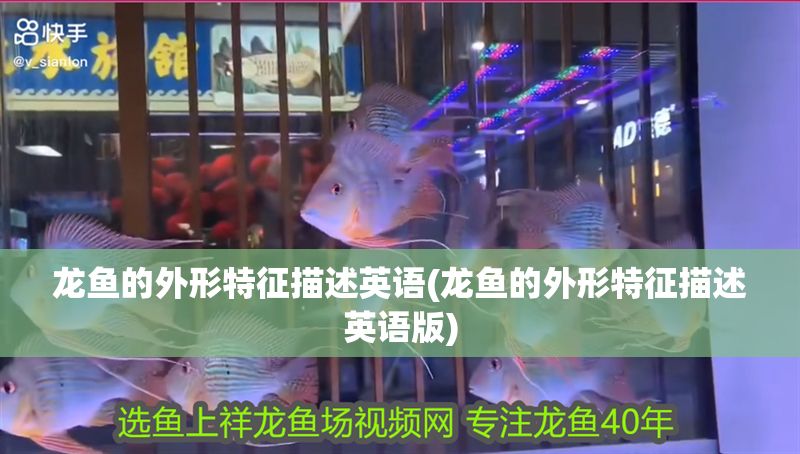 龍魚的外形特征描述英語(yǔ)(龍魚的外形特征描述英語(yǔ)版)