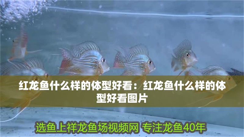 紅龍魚什么樣的體型好看：紅龍魚什么樣的體型好看圖片