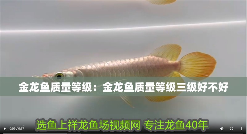 金龍魚質量等級：金龍魚質量等級三級好不好