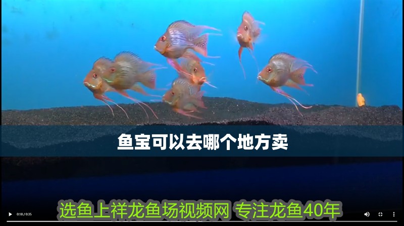 魚寶可以去哪個地方賣