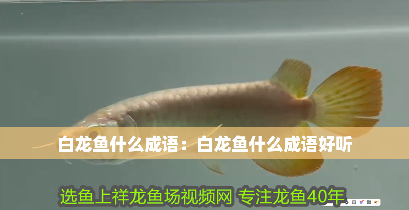 白龍魚什么成語：白龍魚什么成語好聽
