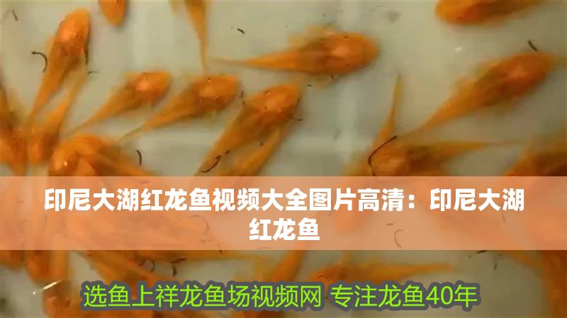 印尼大湖紅龍魚視頻大全圖片高清：印尼大湖紅龍魚