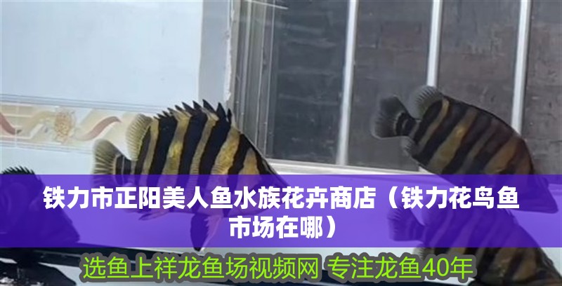 鐵力市正陽美人魚水族花卉商店(鐵力花鳥魚市場在哪) 全國水族館企業名錄 第1張 鐵力市正陽美人魚水族花卉商店(鐵力花鳥魚市場在哪) 鐵力市正陽美人魚水族花卉商店(鐵力花鳥魚市場在哪) 全國水族館企業名錄 第1張