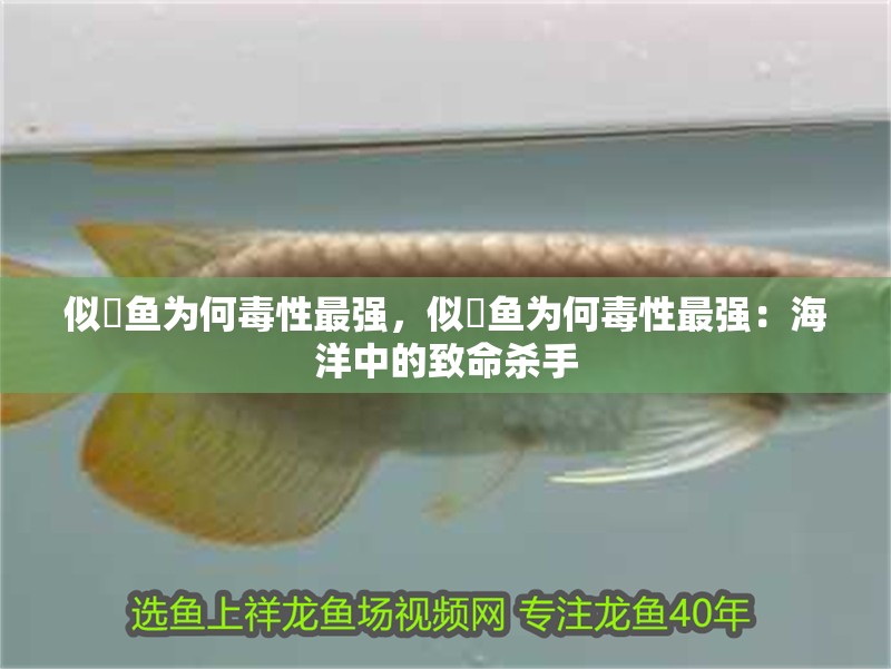 似鮈魚為何毒性最強(qiáng)，似鮈魚為何毒性最強(qiáng)：海洋中的致命殺手