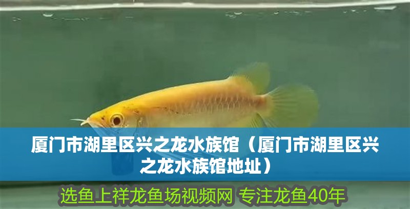 廈門市湖里區(qū)興之龍水族館（廈門市湖里區(qū)興之龍水族館地址）
