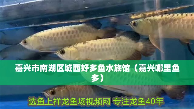 嘉興市南湖區城西好多魚水族館（嘉興哪里魚多） 嘉興市南湖區城西好多魚水族館（嘉興哪里魚多） 全國水族館企業名錄 第1張