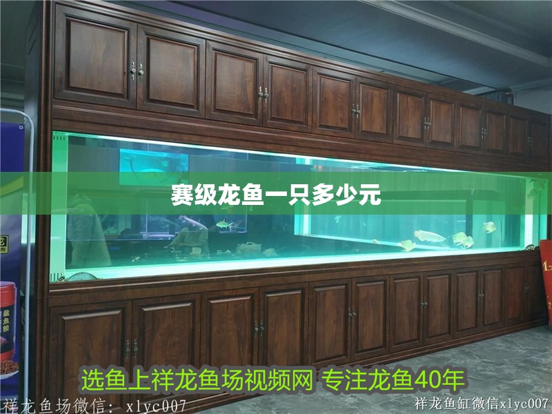 賽級(jí)龍魚(yú)一只多少元 龍魚(yú)百科 第1張 賽級(jí)龍魚(yú)一只多少元 賽級(jí)龍魚(yú)一只多少元 龍魚(yú)百科 第1張