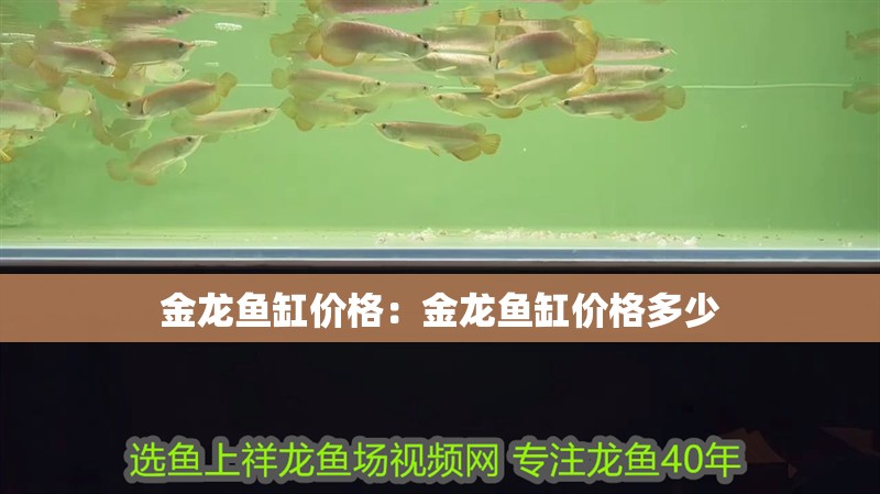金龍魚缸價(jià)格：金龍魚缸價(jià)格多少
