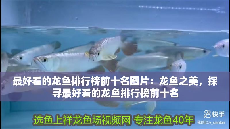 最好看的龍魚排行榜前十名圖片：龍魚之美，探尋最好看的龍魚排行榜前十名