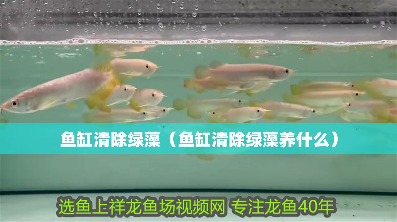 魚缸清除綠藻（魚缸清除綠藻養什么）