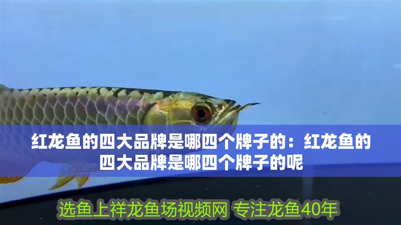 紅龍魚的四大品牌是哪四個牌子的：紅龍魚的四大品牌是哪四個牌子的呢