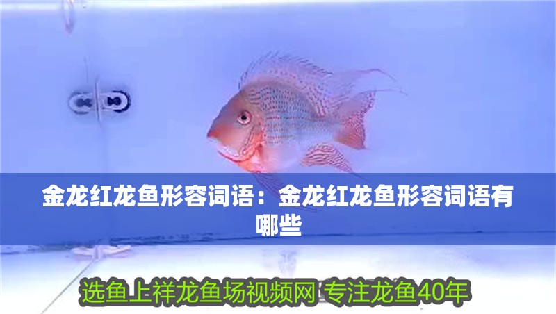 金龍紅龍魚形容詞語：金龍紅龍魚形容詞語有哪些