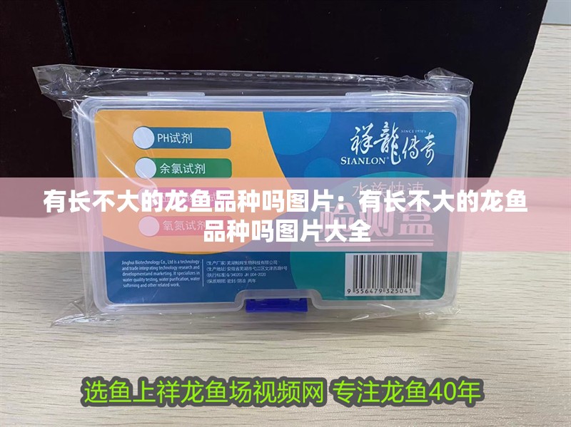 有長不大的龍魚品種嗎圖片：有長不大的龍魚品種嗎圖片大全 有長不大的龍魚品種嗎圖片：有長不大的龍魚品種嗎圖片大全 水族問答