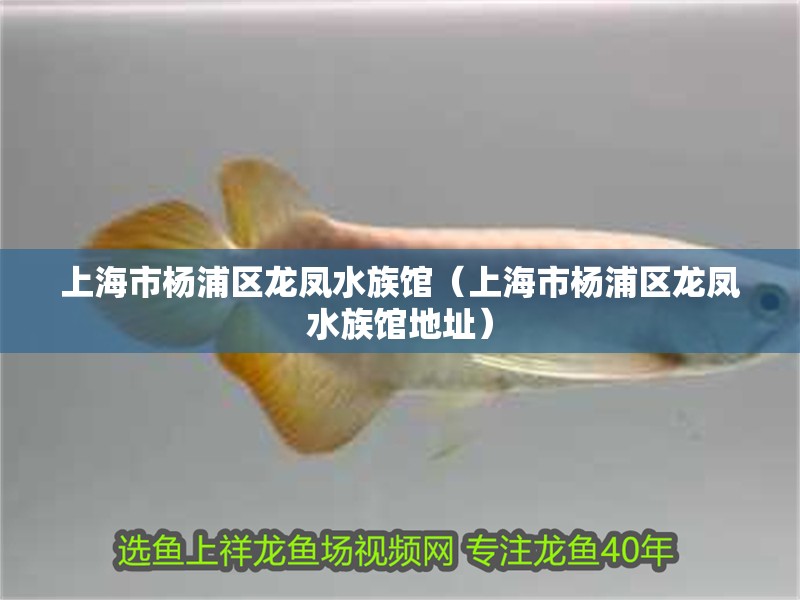 上海市楊浦區龍鳳水族館（上海市楊浦區龍鳳水族館地址） 上海市楊浦區龍鳳水族館（上海市楊浦區龍鳳水族館地址） 全國水族館企業名錄 第1張
