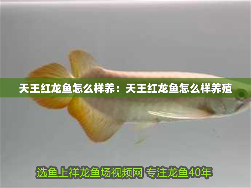 天王紅龍魚怎么樣養：天王紅龍魚怎么樣養殖