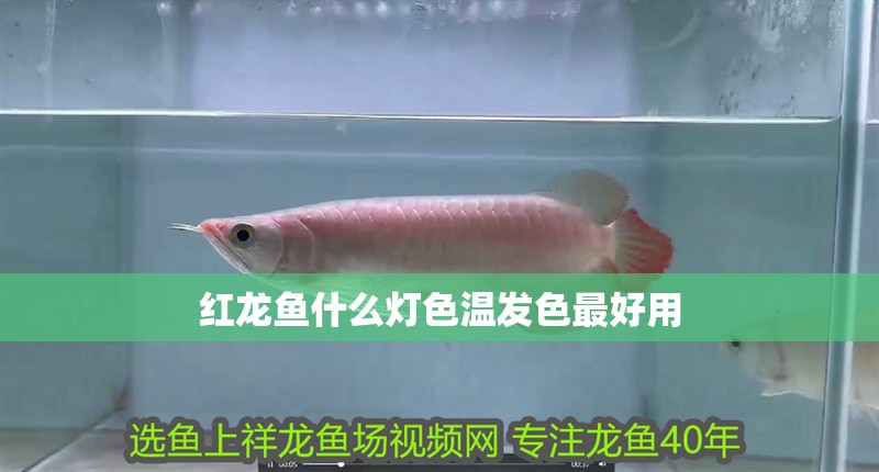 紅龍魚什么燈色溫發色最好用