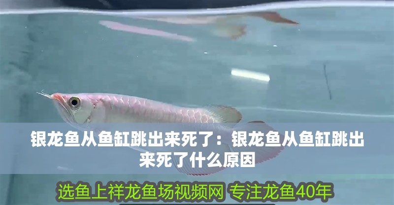 銀龍魚從魚缸跳出來死了:銀龍魚從魚缸跳出來死了什么原因 水族問答 銀龍魚從魚缸跳出來死了:銀龍魚從魚缸跳出來死了什么原因 銀龍魚從魚缸跳出來死了:銀龍魚從魚缸跳出來死了什么原因 水族問答