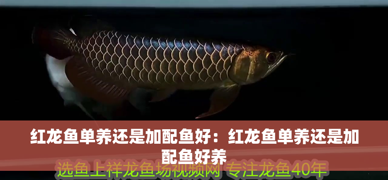 紅龍魚單養(yǎng)還是加配魚好：紅龍魚單養(yǎng)還是加配魚好養(yǎng)