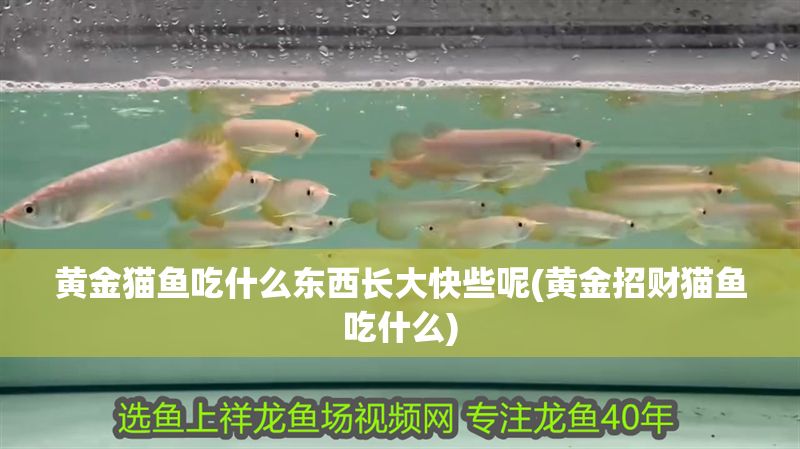 黃金貓魚吃什么東西長大快些呢(黃金招財貓魚吃什么) 黃金貓魚吃什么東西長大快些呢(黃金招財貓魚吃什么) 黃金貓魚百科 第1張